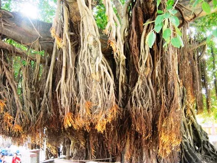 Chiêm ngưỡng những gốc cây kỳ lạ nhất Việt Nam ảnh 1