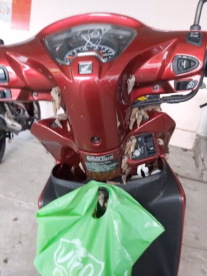 Trước đó, trên mạng xã hội cũng từng xuất hiện những câu chuyện chủ xe cười ra nước mắt chỉ vì các vị khách không mời. Chả là định chế biến món ốc để tự thưởng cho bản thân. Nhưng vì bị mắc chứng não cá vàng nên chủ thớt gặp tai nạn nhớ đời khi con vật này bò khắp xe.