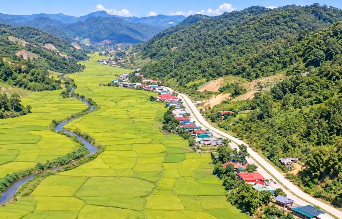 Mùa lúa chín ở bản người Lào xã Mường Nhà.
