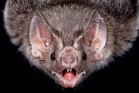 Virus Nipah lây truyền từ động vật (như dơi, lợn) sang người. Ảnh minh họa
