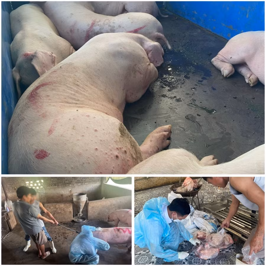 Cơ quan chức năng phát hiện nhiều lợn bệnh tại lò giết mổ của Trần Quốc Điển.