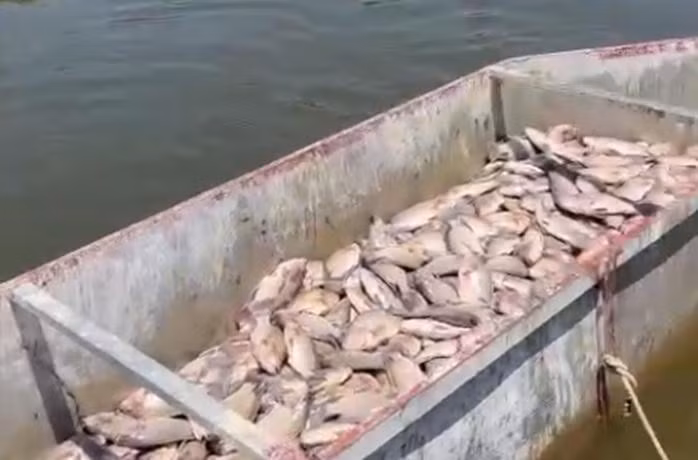 Chủ hồ thu gom cá chết mang đi tiêu huỷ.