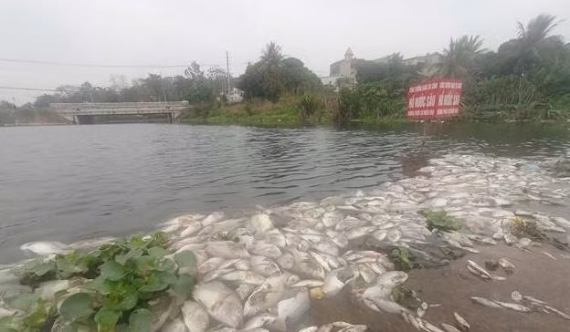 Cá chết hàng loạt ở suối Cổ Đam.