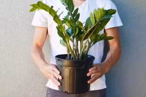 Cây kim tiền.