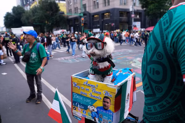 Chú chó ‘giao hàng’ gây chú ý đặc biệt giữa mùa World Cup