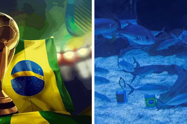 Cá mập 'tiên tri' kết quả trận Brazil – Morocco rạng sáng 14/6