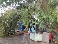 Mưa kèm lốc xoáy trái mùa "quật đổ" cây, cuốn bay nhiều biển hiệu ảnh 5 Mua kem loc xoay trai mua