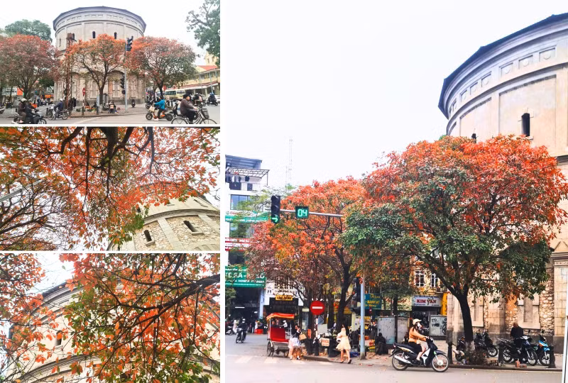 Khu vực tháp nước Hàng Đậu có những cây lộc vừng to trồng xung quanh đang độ thay lá, đỏ rực cả góc phố. l10.jpg