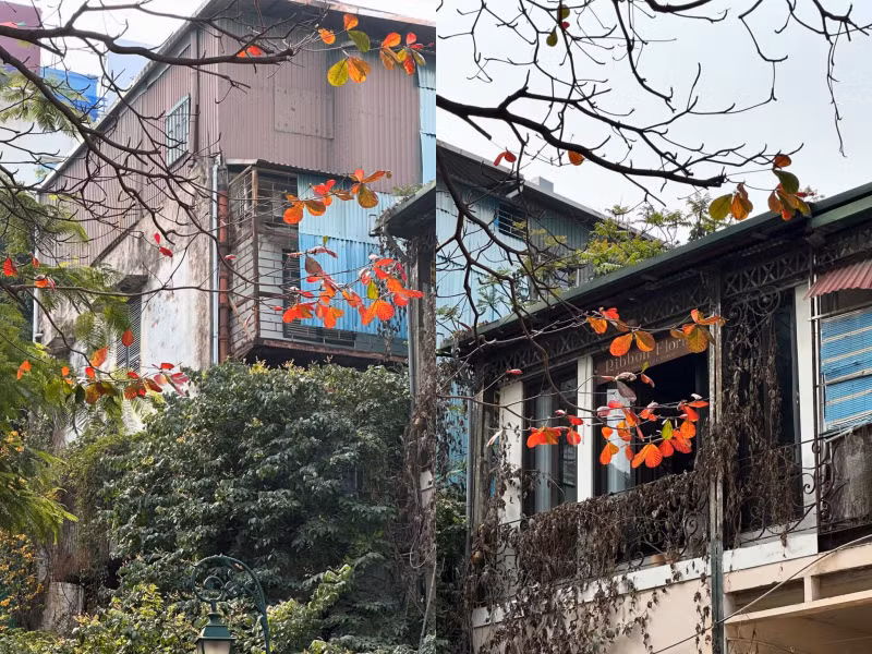 Vẻ đẹp Hà Nội mùa cây rụng lá khiến nhiều người xao xuyến. l7.png