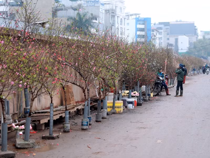 Việc nhà vườn không cắt đào sớm sau thiệt hại từ cơn bão số 3 hồi tháng 9 khiến giá đào Tết năm nay bị ảnh hưởng. d7.jpg
