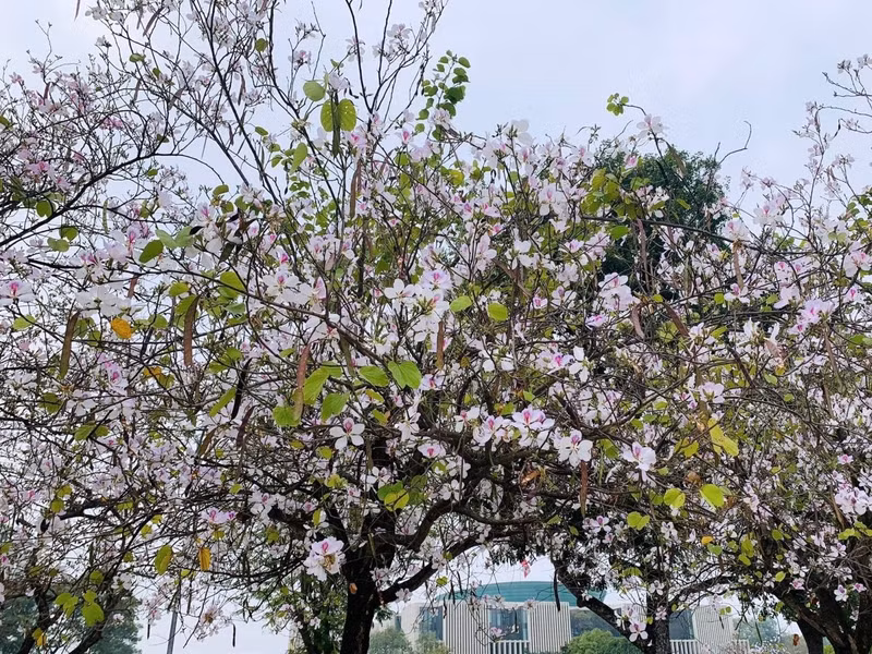 Ở Hà Nội, những cây hoa ban trắng và đỏ dọc các tuyến phố Bắc Sơn, Hoàng Diệu, Thanh Niên, Đào Tấn... đang bung sắc rực rỡ. b6.jpg