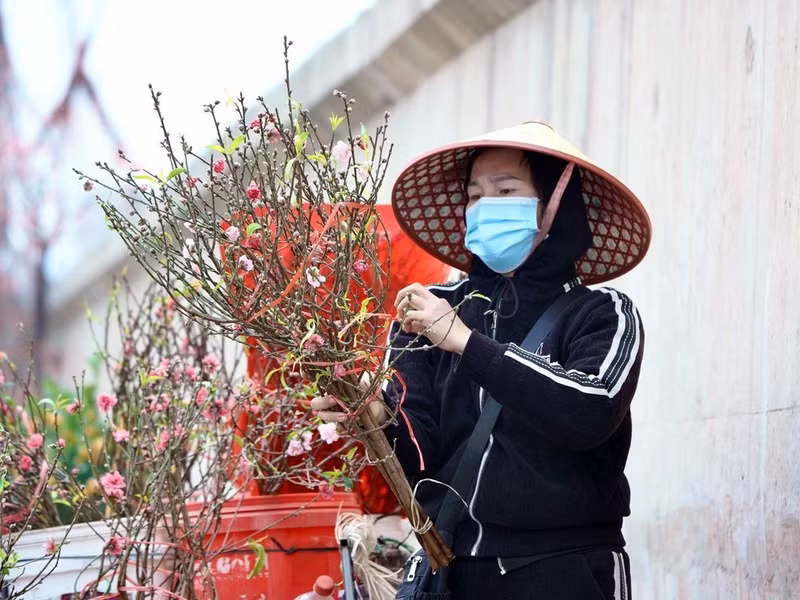 Tuy nhiên, các tiểu thương cho biết, sau cơn bão số 3 hồi tháng 9, người dân làng Nhật Tân tập trung vào hồi phục những cây đào lớn, đào thế nên mặt hàng đào dăm khan hiếm. d3.jpg