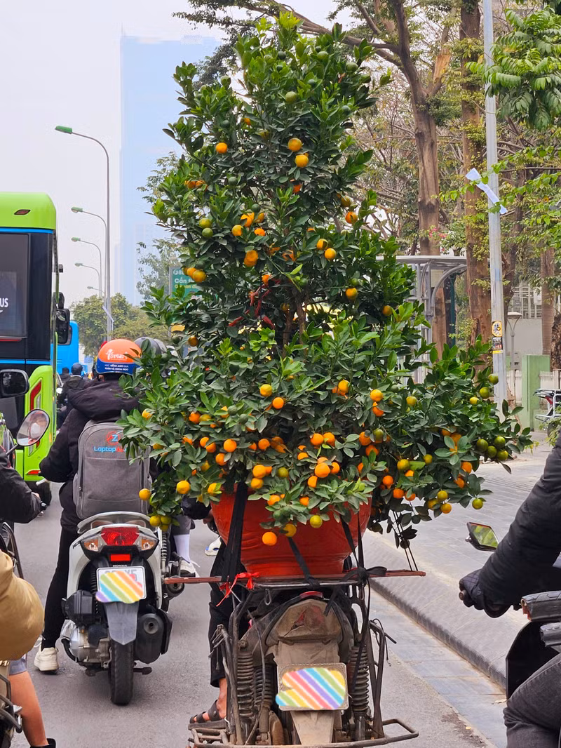 Những cây đào, quất còn trụ lại được sau trận lũ "lịch sử" đã rực rỡ trở lại, để phục vụ nhu cầu "chơi Tết" của người dân. z5.jpg