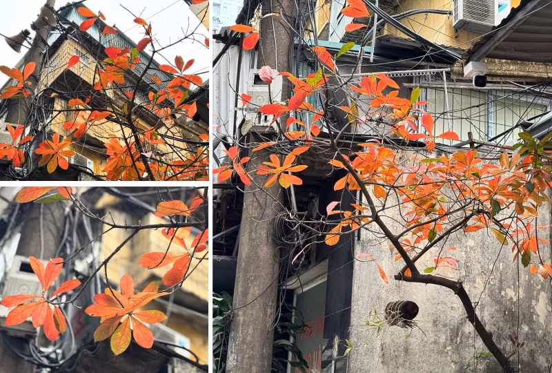 Mùa cây thay lá của Hà Nội thường kéo dài trong khoảng 2 - 3 tuần trước khi cây lên lá mới. l9.jpg