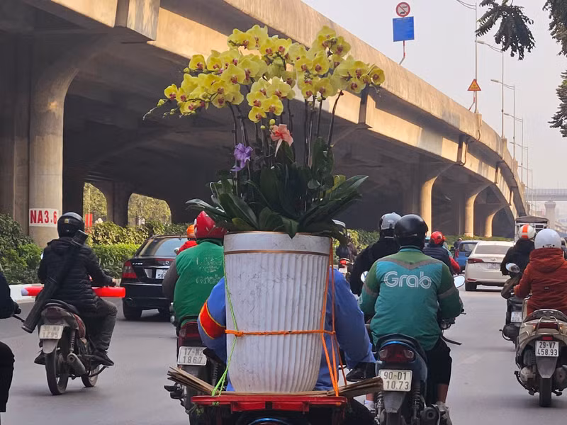 ... nguyên nhân do ảnh hưởng của bão số 3 (Yagi hồi tháng 9/2024), gây ngập lụt ở vùng trồng đào, quất Nhật Tân, Hà Nội. z4.jpg