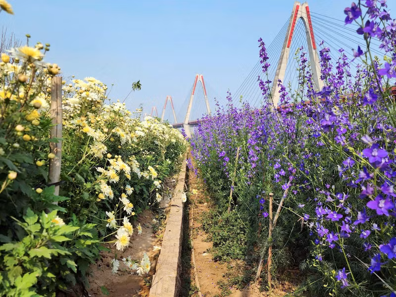 Bên cạnh hoa đào, vườn Nhật Tân còn trồng thêm những loại hoa đón Tết như violet và cúc. t5.jpg