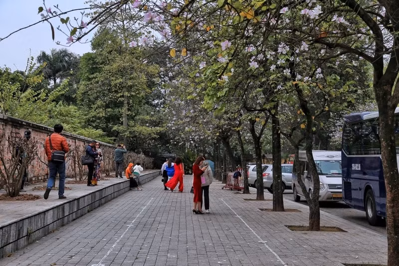 Hoa ban bắt đầu nở từ tháng Hai, nhưng rộ nhất là vào tháng Ba và tàn vào đầu tháng Tư hàng năm. b3.jpg