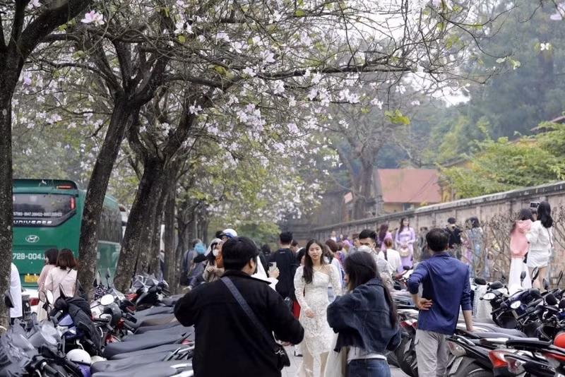 Hoa ban là loài hoa đặc trưng của núi rừng Tây Bắc, nhưng nhiều năm nay đã trở thành quen thuộc với người dân Thủ đô. b2.jpg