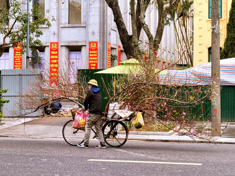 Theo một tiểu thương buôn đào, quất Tết, giá đào, quất năm nay có "nhỉnh" hơn năm trước... z3.jpg