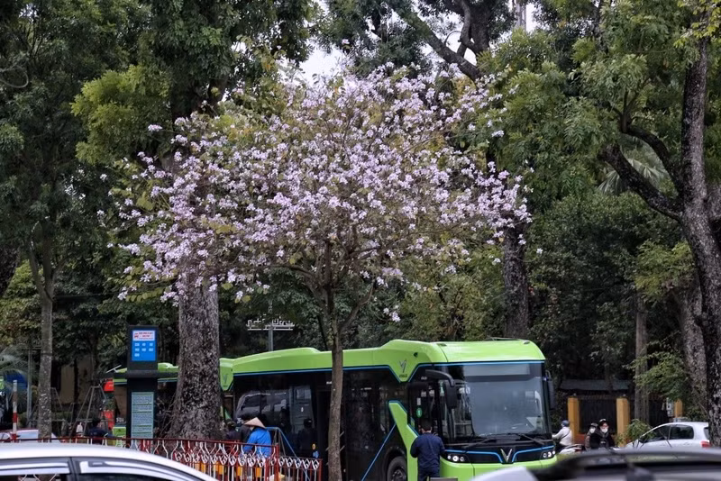 Hoa ban được ví như vẻ đẹp trong trẻo của thiếu nữ miền sơn cước. b7.jpg