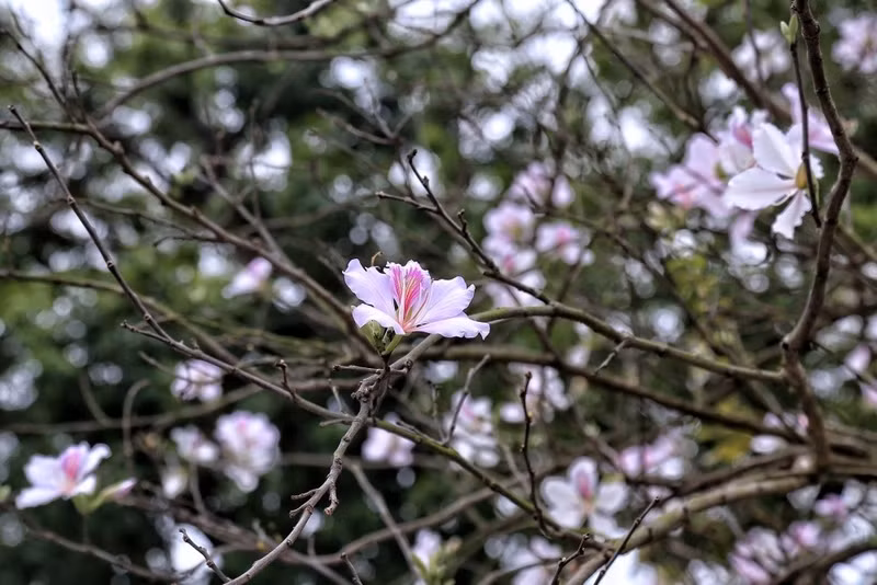 Ngoài địa điểm tại đường Hoàng Diệu, phía đối diện bên cạnh Đài tưởng niệm Bắc Sơn cũng có nhiều cây hoa ban. b10.jpg