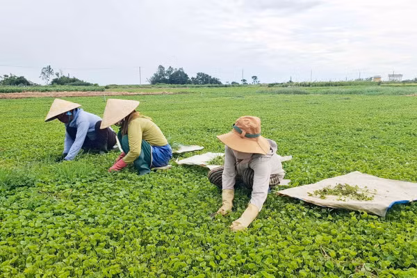 Nông dân xã Quảng Điền, TP Huế thoát nghèo nhờ trồng cây rau má.