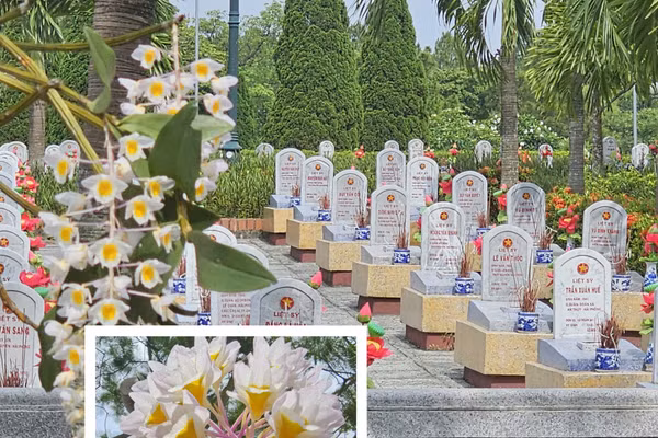 Những đoá hoa lan như lời tri ân đối với các liệt sĩ đang yên nghỉ tại các nghĩa trang.