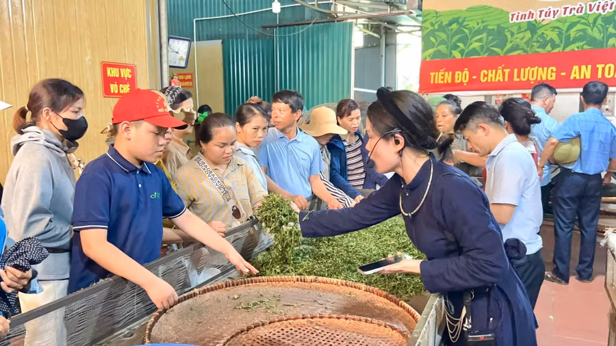 HTX Nông sản Phú Lương không chỉ tổ chức sản xuất, chế biến và tiêu thụ nông sản, HTX còn tích cực hướng dẫn kỹ thuật cho người dân.