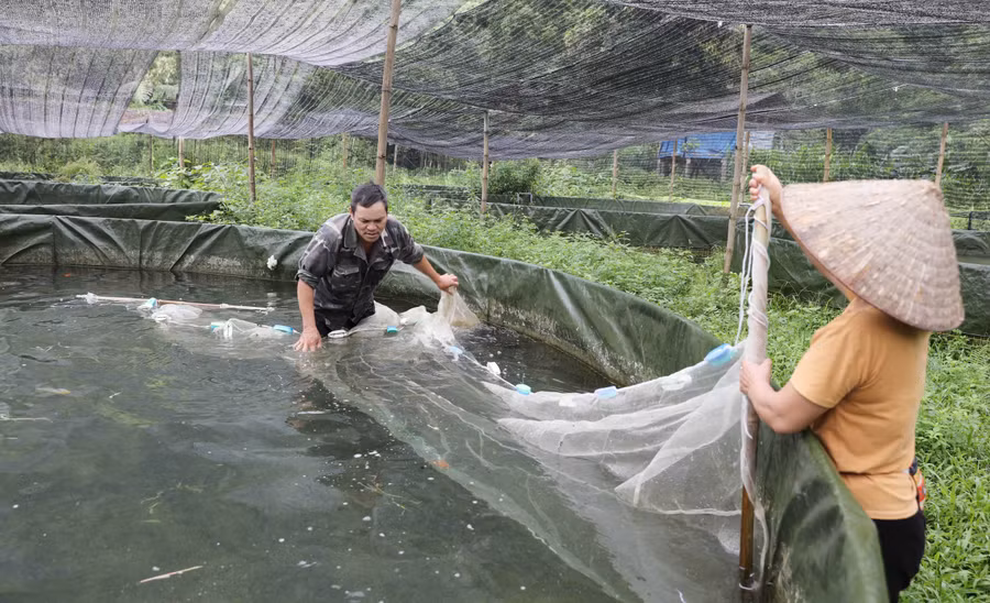 Với tổng kinh phí hơn 1,7 tỷ đồng, mô hình nuôi cá tầm hỗ trợ trực tiếp cho 6 hộ dân tộc thiểu số thuộc diện hộ nghèo và cận nghèo tại xóm Ngọc Sơn, xã Thần Sa, tỉnh Thái Nguyên.