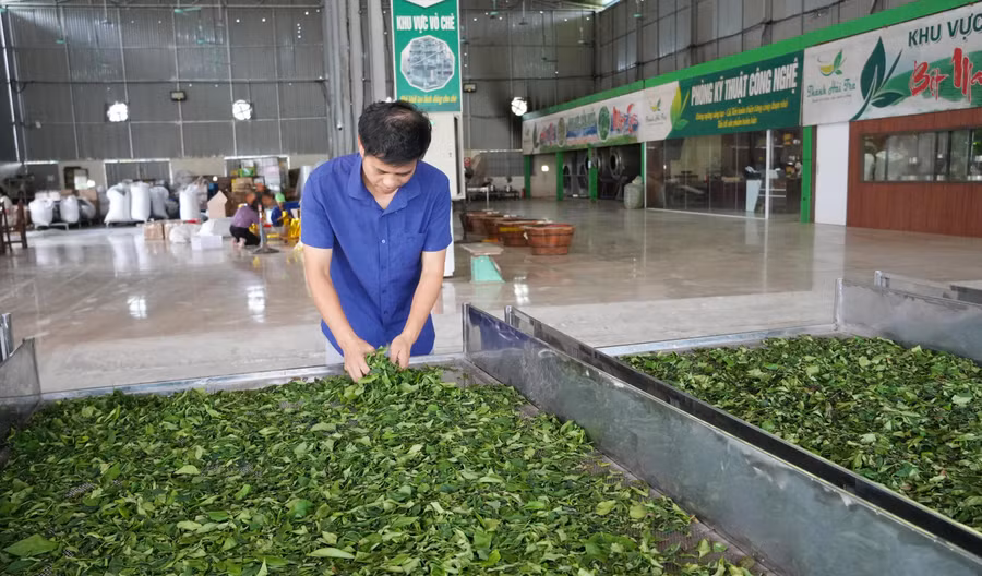 HTX duy trì việc làm thường xuyên cho 7 lao động và từ 12 đến 15 lao động thời vụ.