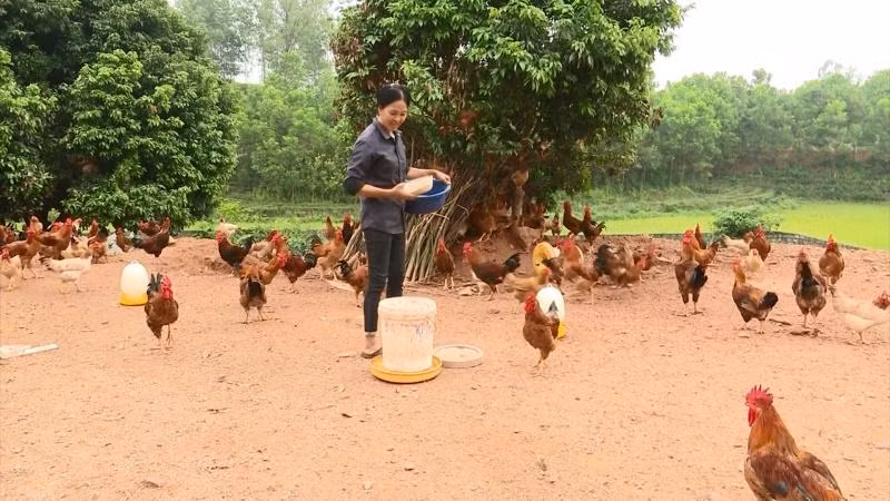 Gia đình chị Trịnh Thị Phương thoát nghèo nhờ mô hình chăn nuôi gà
