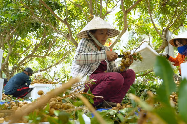 Người dân phường Long Hoa (Tây Ninh) mở rộng diện tích trồng cây nhãn da bò nhờ chương trình vay vốn ưu đãi. 