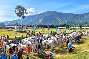 Sôi nổi hội đua bò vùng Bảy Núi, tỉnh An Giang.