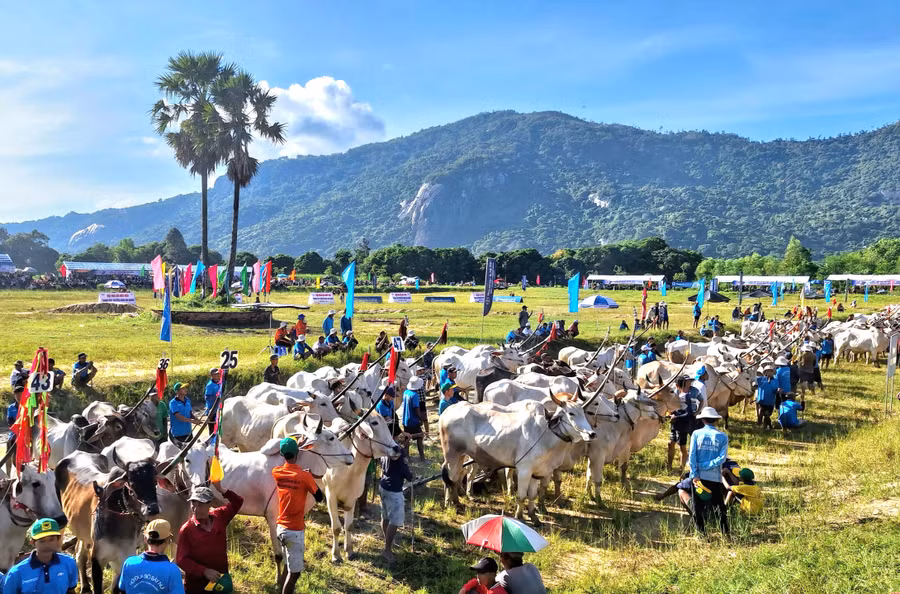 Sôi nổi hội đua bò vùng Bảy Núi, tỉnh An Giang.