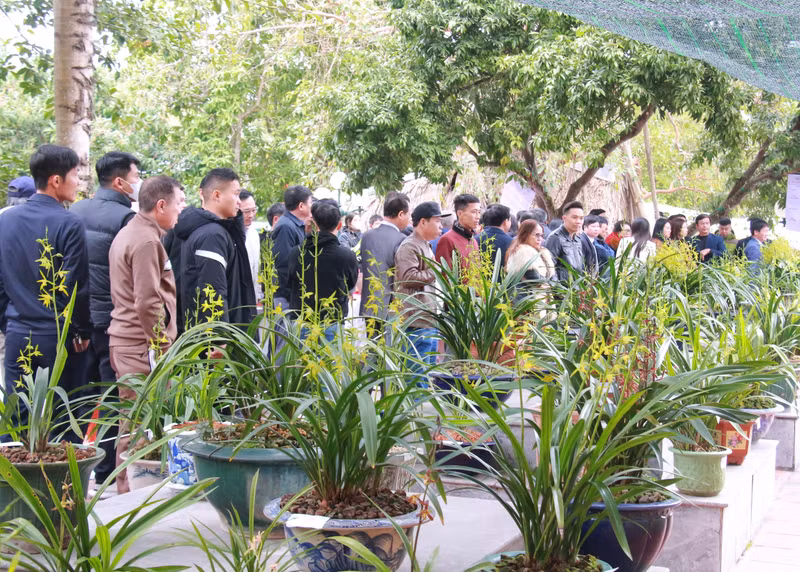 Triển lãm hương sắc “Hoa địa lan Nam Định”. a4.jpg