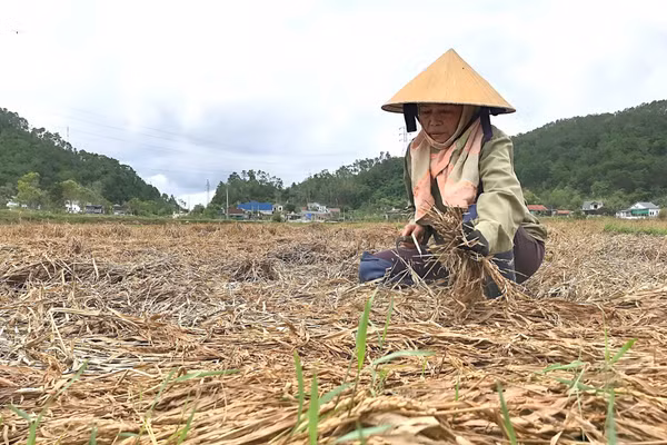 Nông dân ở Nghệ An mót những bông lúa còn sót lại ngoài đồng. (Ảnh: Phạm Tâm)