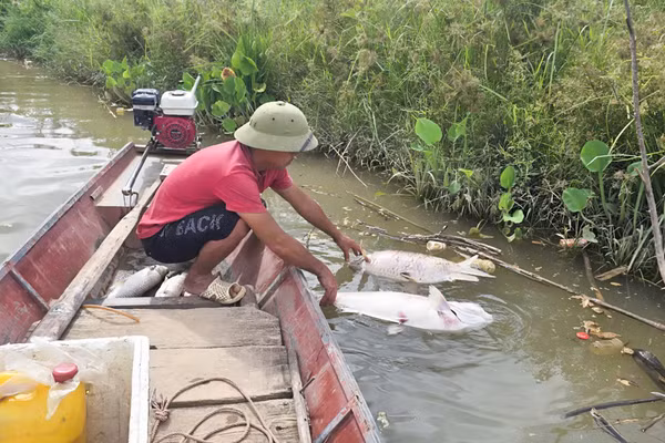 Cá chết nổi trên sông Lam, đoạn qua xã Tam Thái (Nghệ An).