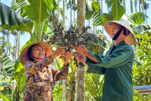 Vợ chồng ông Nguyễn Quang Vinh thu hoạch cau. (Ảnh: Phạm Tâm)
