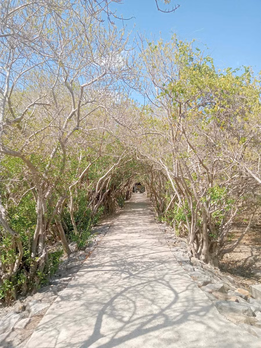 Đến Rú Chá, du khách cảm nhận không gian yên tĩnh, tươi mát, thơ mộng.