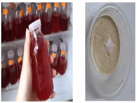Dịch chiết betalain (trái) và pectin từ vỏ thanh long ruột đỏ.