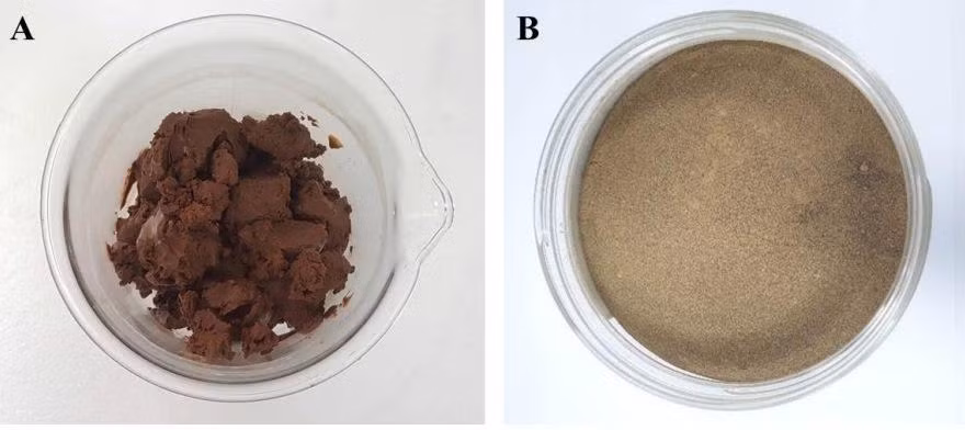 β-glucan tách chiết từ bã men bia và β-glucan thành phẩm. 