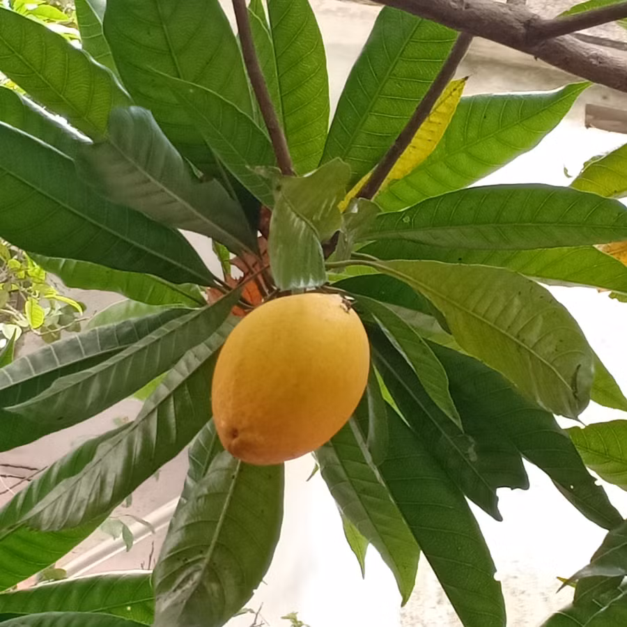 Quả trứng gà