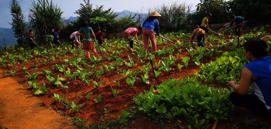 Giáo viên, học sinh cùng lao động sản xuất.