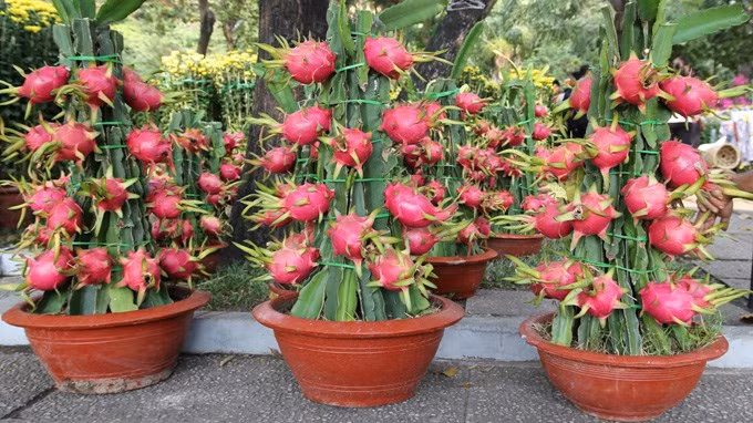 9 loại cây trồng chậu hút tài lộc ngày Tết