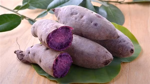 Khoai lang tím đang được người dân trồng nhiều ở các vùng đồng bằng.