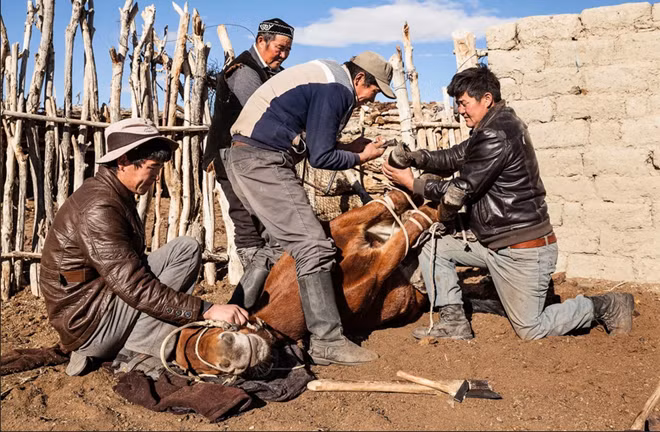 Cưỡi ngựa là một kỹ năng mà mọi thợ săn thuần dưỡng đại bàng đều phải thành thạo. Nó là một phần không thể thiếu trong cuộc sống tại vùng đất này. Đi săn cùng đại bàng tại thảo nguyên Mông Cổ
