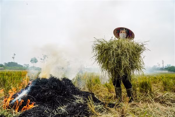Tình trạng đốt rơm rạ sau thu hoạch khiến môi trường không khí ô nhiễm nghiêm trọng.