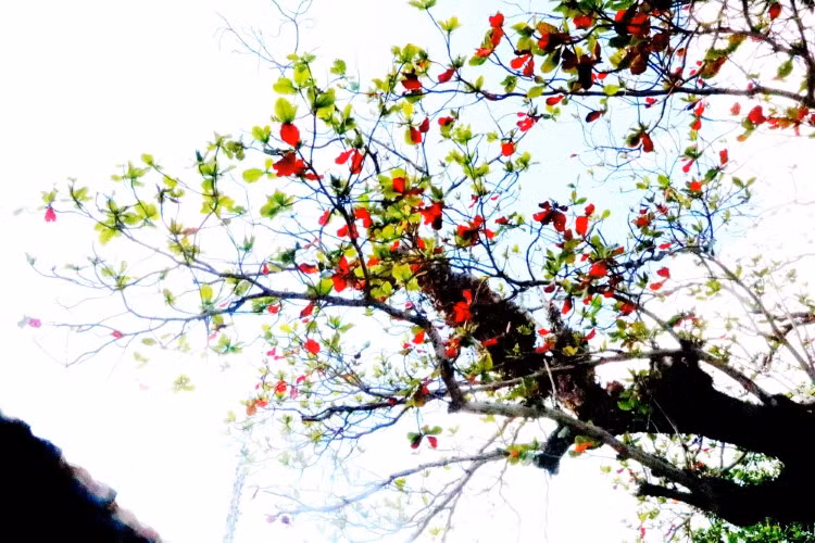Mùa bàng Côn Đảo ảnh 1