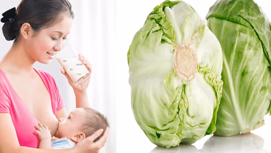 Bắp cải là thực phẩm giúp loại bỏ các độc tố từ đường tiêu hóa để làm sạch hệ tiêu hóa của bạn. Bắp cải là thực phẩm giúp loại bỏ các độc tố từ đường tiêu hóa để làm sạch hệ tiêu hóa của bạn.
