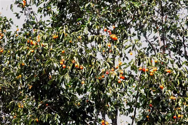Nhớ những vườn hồng chín đỏ ảnh 2